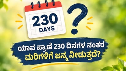 Which Animal Gives Birth After 230 Days