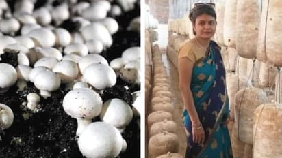 After College Shutdown Teacher Started Mushroom Farming Earns Rs 1 5 Lakh Month