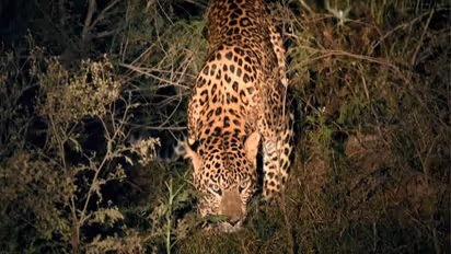 Ramanagara priest dies after leopard attack