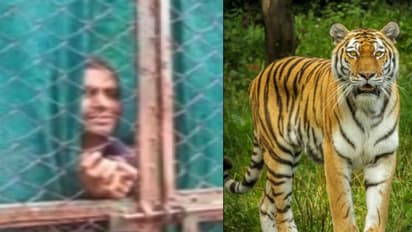 man enters tiger cage