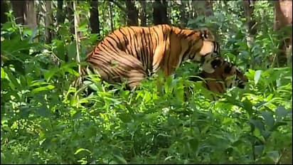 watch viral video of Tigers mating at Bhadra Wildlife Sanctuary in Chikkamagaluru bsm