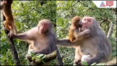 Mother and Baby monkeys 