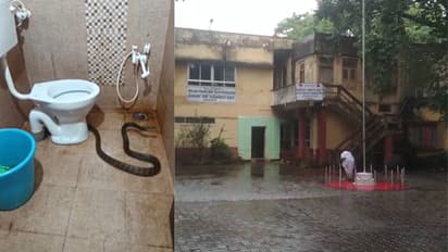 Dharwad Govt Office Rat Snake