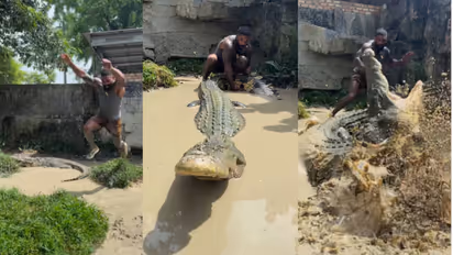 Crocodile Viral Video