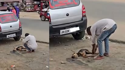 Car Driver Apologizes to Dog