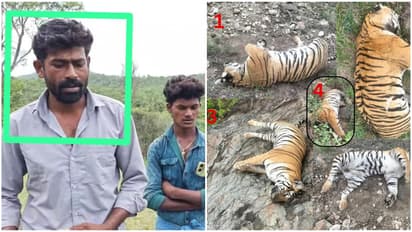 Tiger Death