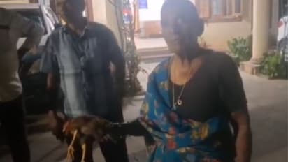 Grandmother Chicken Love