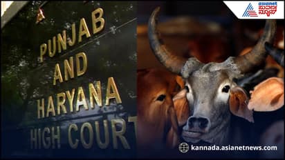 punjab HC on Cow slaughter case