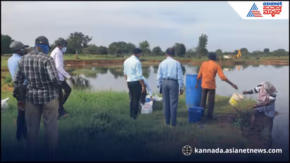 Chikkaballapur pig fever
