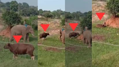 Bannerghatta Zoo Death