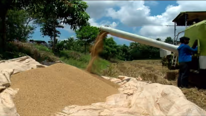 paddy rice collection