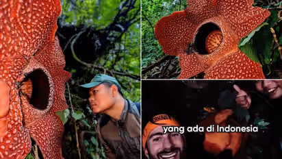 Largest corpse flower Rafflesia hasseltii