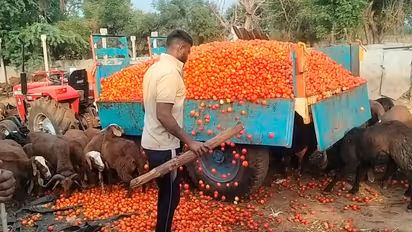 Hospet farmer uses tractor to feed tons of tomatoes to sheep and goats at reduced prices