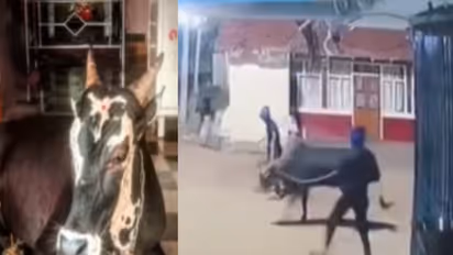 Davanagere Bull Theft
