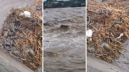 Gir Somnath Floods: Viral Video Shows Predators and Prey Sharing Shelter as Raval Dam Overflows