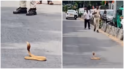 Cobra Brings Bengaluru Traffic To a Standstill For 30 Minutes On Palace Road