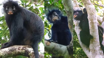 rare orange mouthed monkey is a new primate species from Africa