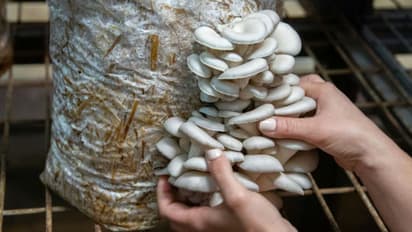 my total investment was under rs 500 karnataka man earns rs 3 lakh a month from mushroom business