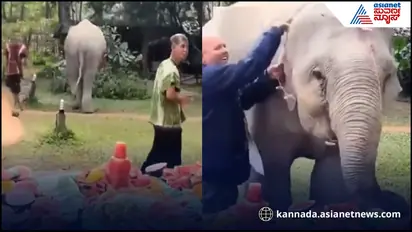 Cute elephant