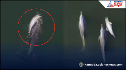Dead dolphin