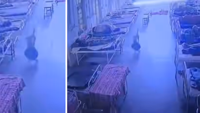 Dog 'Steals' Rs 4 Lakh Jewellery Bag From MP Hospital, CCTV Leaves Police Stunned (WATCH)