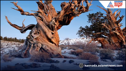 world's oldest living tree