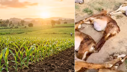 sheep death in Kudligi