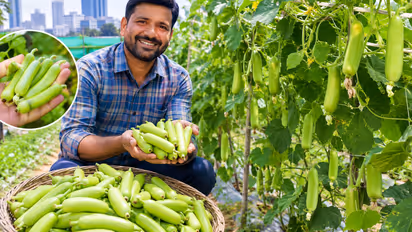 Bengaluru to Qatar Farmer shares how he earns Rs 15 lakh month by growing baby bottle gourds