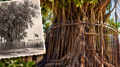 I Am Under Arrest Why Has This Tree in Pakistan Been Chained Since 1898