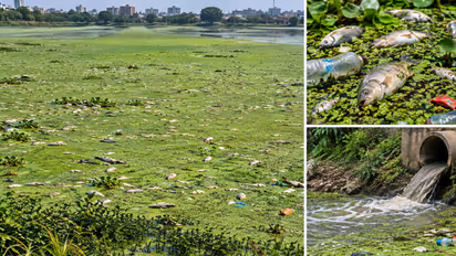 siddapura lake bengaluru 600 fish death sewage plastic waste