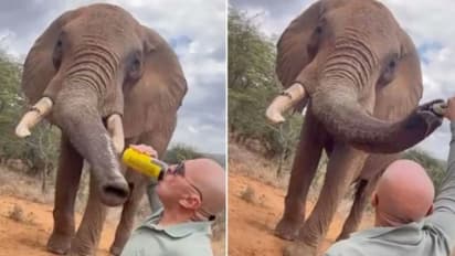 elephant beer video