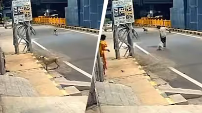 Stray Dogs Bark, Bite and Chase Away Minor During Alleged Assault Attempt