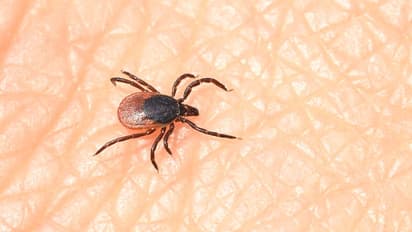 tick insect