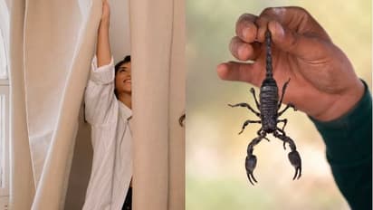 Scorpion Bites Woman in Dressing Room