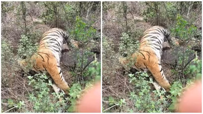 Tiger Death
