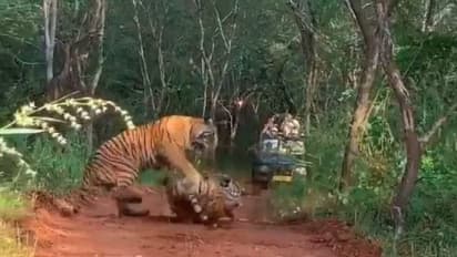 Fierce Fight Between Mother Tiger and Daughter 