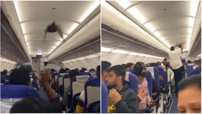 Pigeon enters IndiGo flight