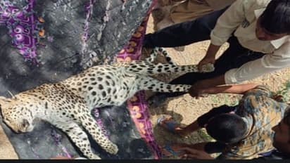 ajmer news emotional story of mothers day