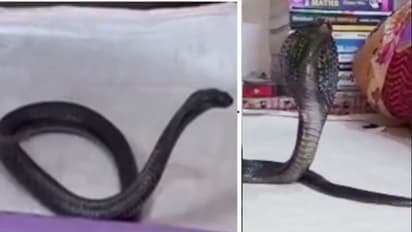 cobra snake sitting on double bed in Kota