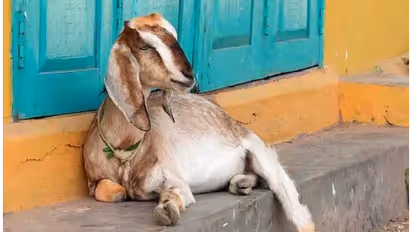 Shameful news two youths molested a goat in Sehore Madhya Pradesh