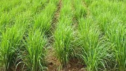 Rajasthan government