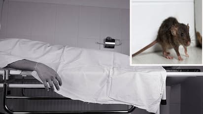 big  negligence of the bhopal hamidia hospital rats gnaw the dead body kept in mercury 