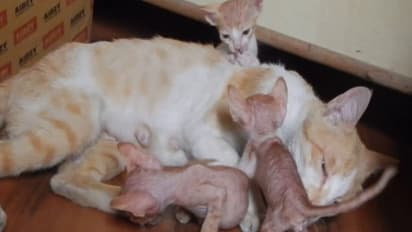 Strange case in Kota