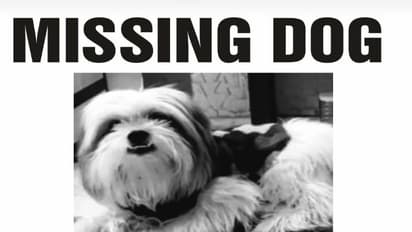 international dog day