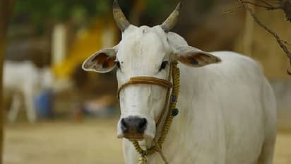 rajasthan cow