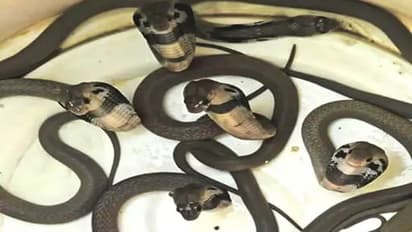 shocking news rajasthan