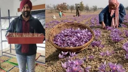  saffron farming 