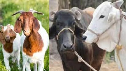 Insurance for Cow Buffalo Sheep Goat and Camel in Rajasthan