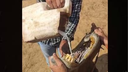 Camel is drinking ghee like water