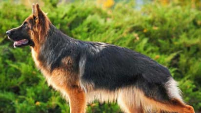 Didwana Kuchaman news